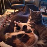 Hemma