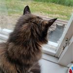 Linnea98