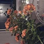 Susanne 54