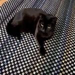 Världens bästa fröken