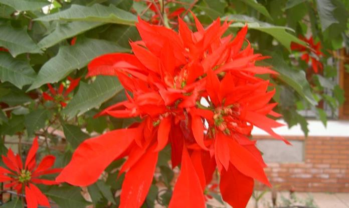 Höstblomma